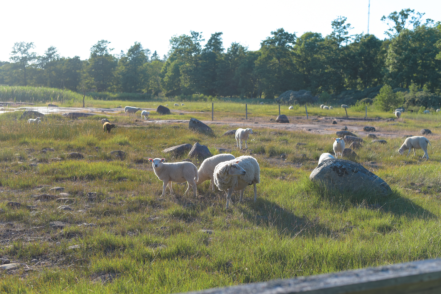 Järsön lampaat