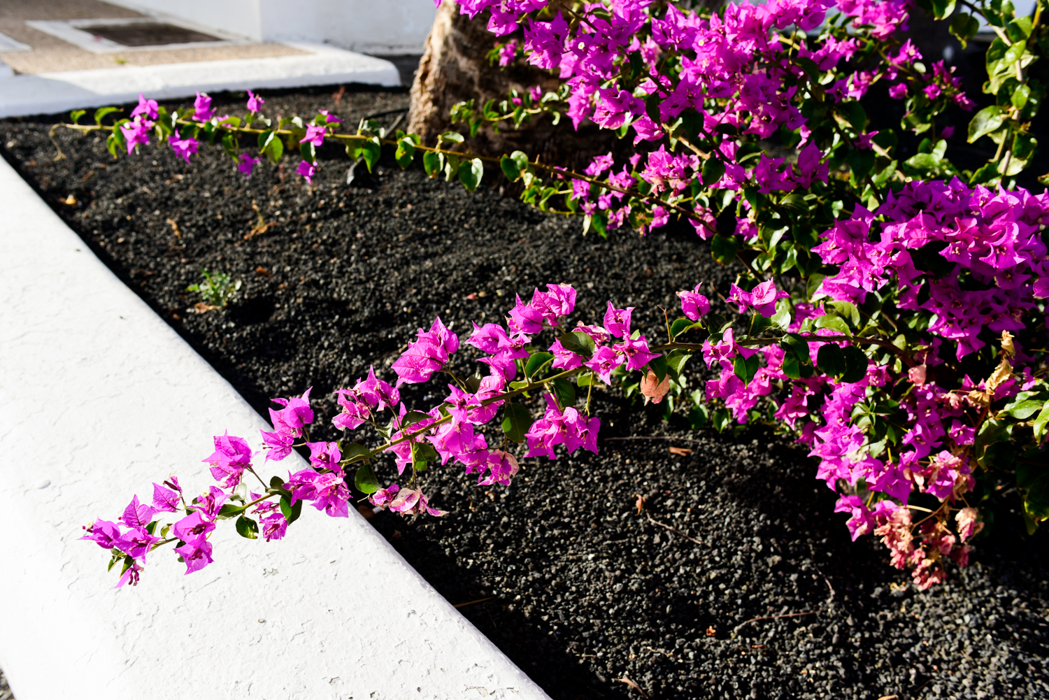 Flowers Yaiza Lanzarote